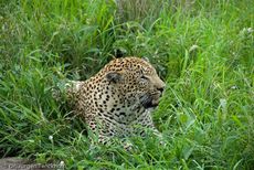 leopard (13 von 60).jpg